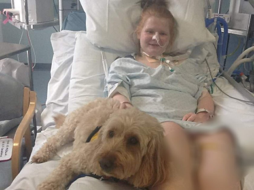 Ami is in a hospital bed, connected by various tubes and machines. A support dog has come to cheer her up, a Labradoodle named Merlin
